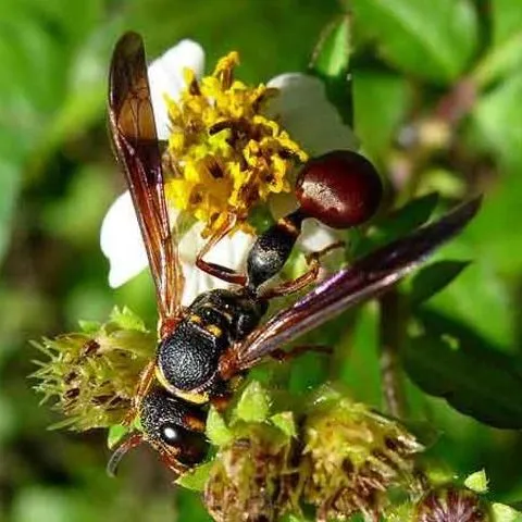 thumbnail for publication: Mason Wasps of Florida, Zethus spp. (Insecta: Hymenoptera: Vespidae: Eumeninae)